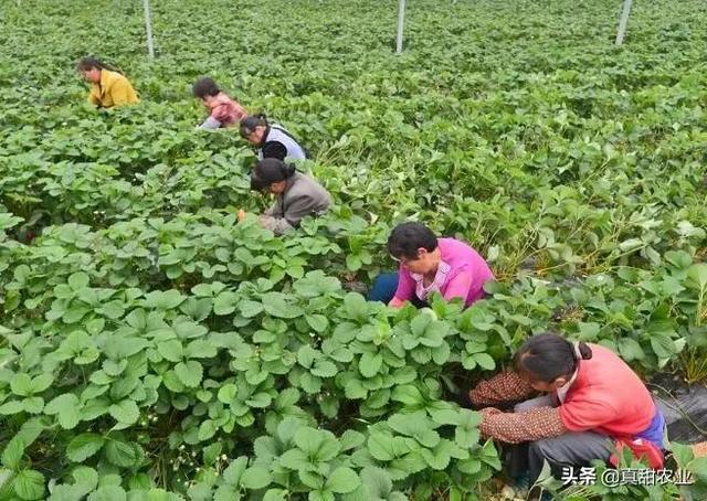 沈阳西芹最新价格行情,沈阳西芹最新价格行情分析