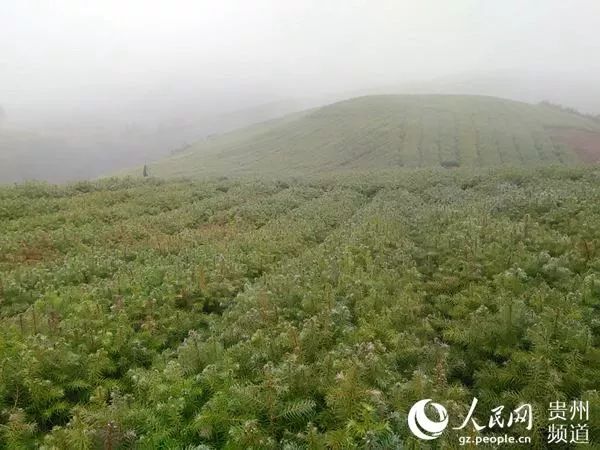 国有苗圃改革推动绿色转型，助力生态文明建设，最新消息揭秘