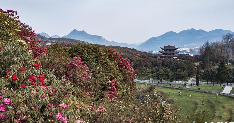 毕节市百里杜鹃景区最新天气预报通知